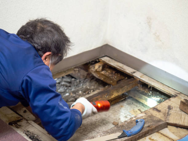 Best Mold Testing and Inspection Services in Ivins, UT