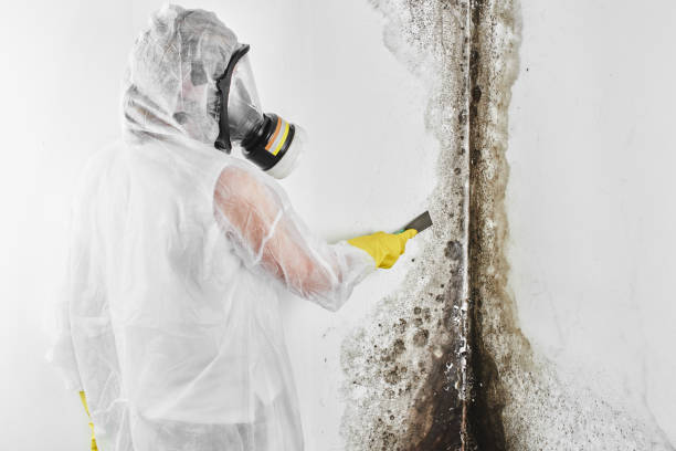 Best Black Mold Remediation in Ivins, UT