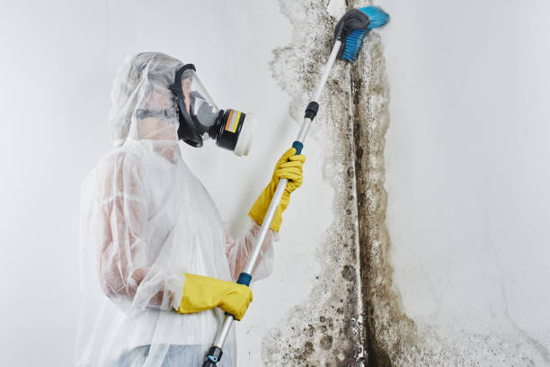 Best Post-Flood Mold Remediation in Ivins, UT