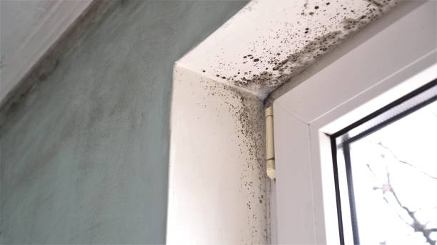 Professional Mold Remediation in Ivins, UT