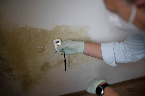 Best Insurance-Related Mold Remediation in Ivins, UT