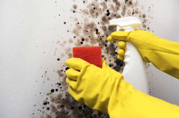 Best DIY Mold Remediation Support Services in Ivins, UT