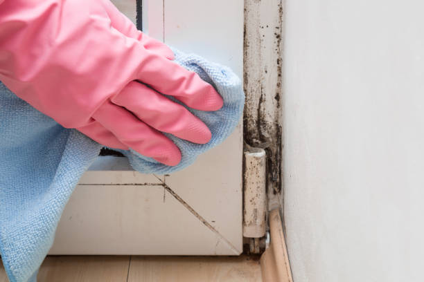 Best Residential Mold Remediation in Ivins, UT